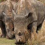 Great Rhino Deluxe слот игра с африканской тематикой в спокойных тонах