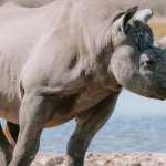 Философия размеренного гейминга в слот-игре Great Rhino Megaways