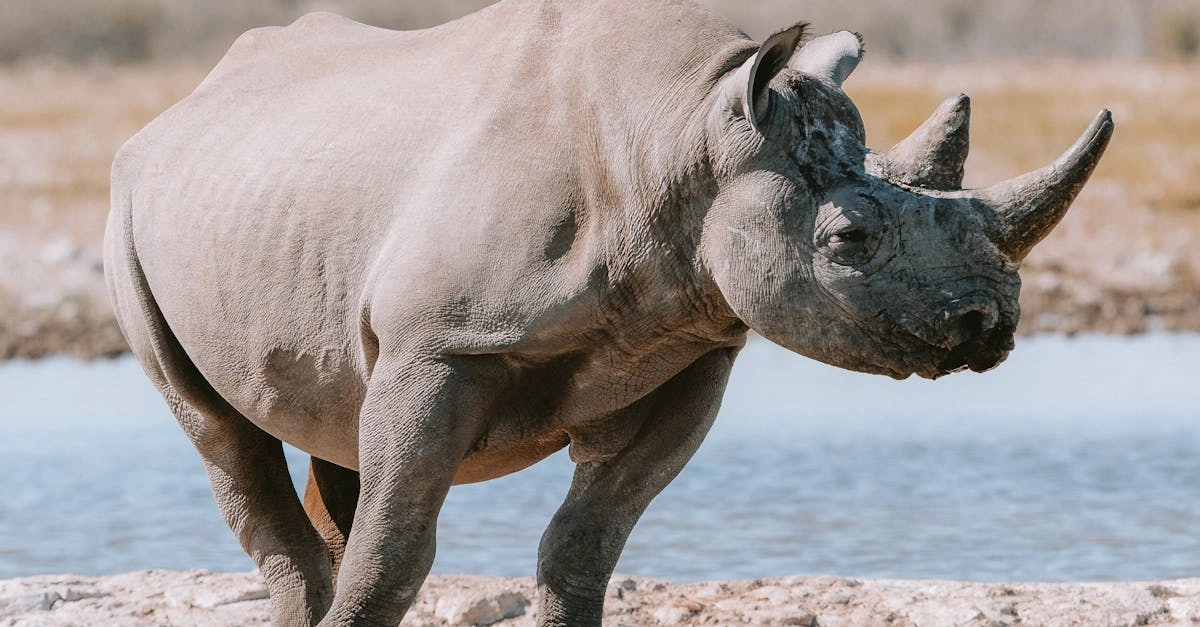 Философия размеренного гейминга в слот-игре Great Rhino Megaways