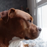 Спокойная атмосфера слота The Dog House для внутренней гармонии