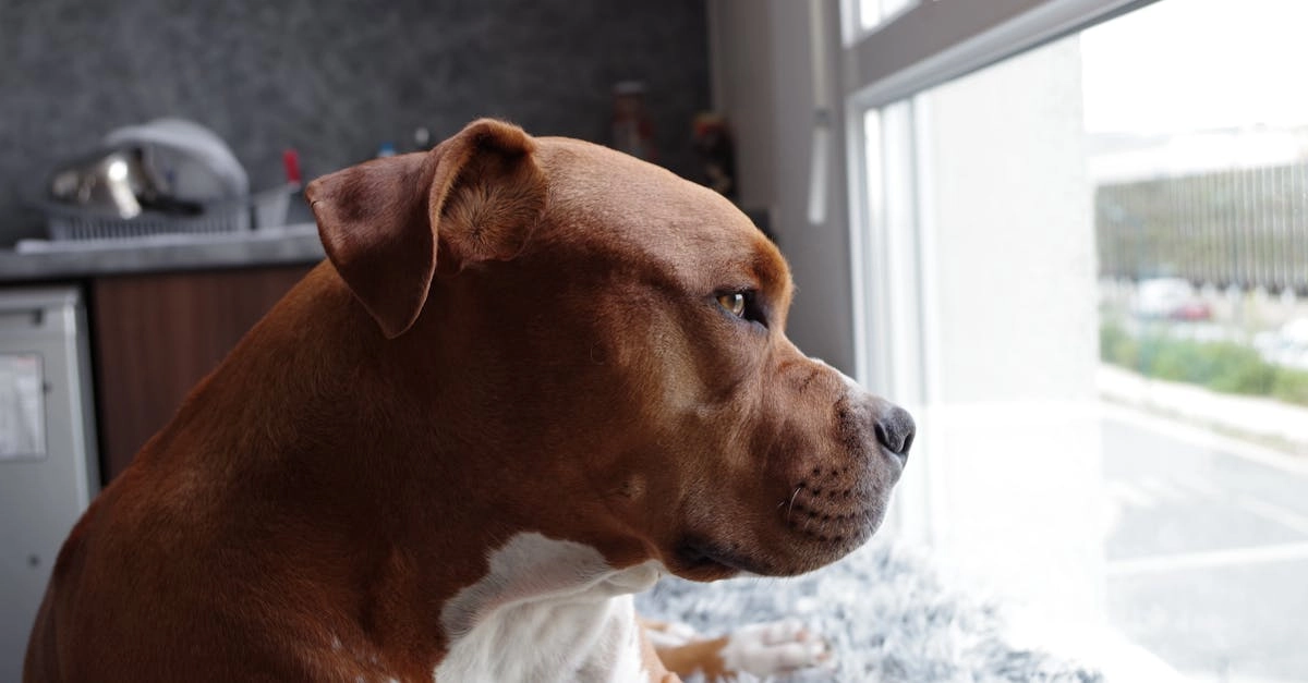 Спокойная атмосфера слота The Dog House для внутренней гармонии