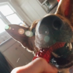 Обзор слота The Dog House Megaways - спокойный анализ игры