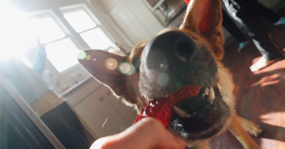 Обзор слота The Dog House Megaways - спокойный анализ игры